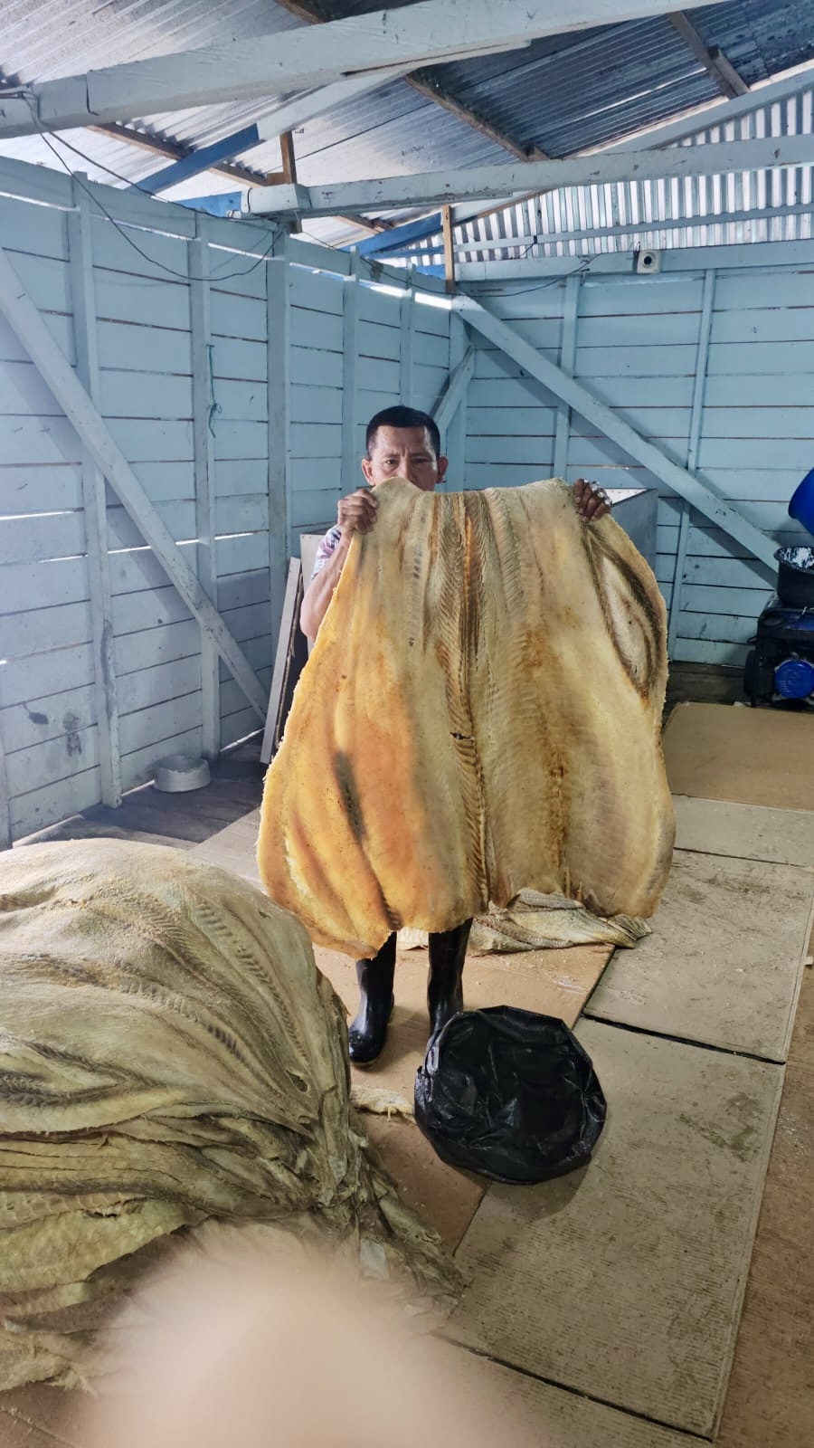 Gesalzen Und Ffertig Zum TRocknen