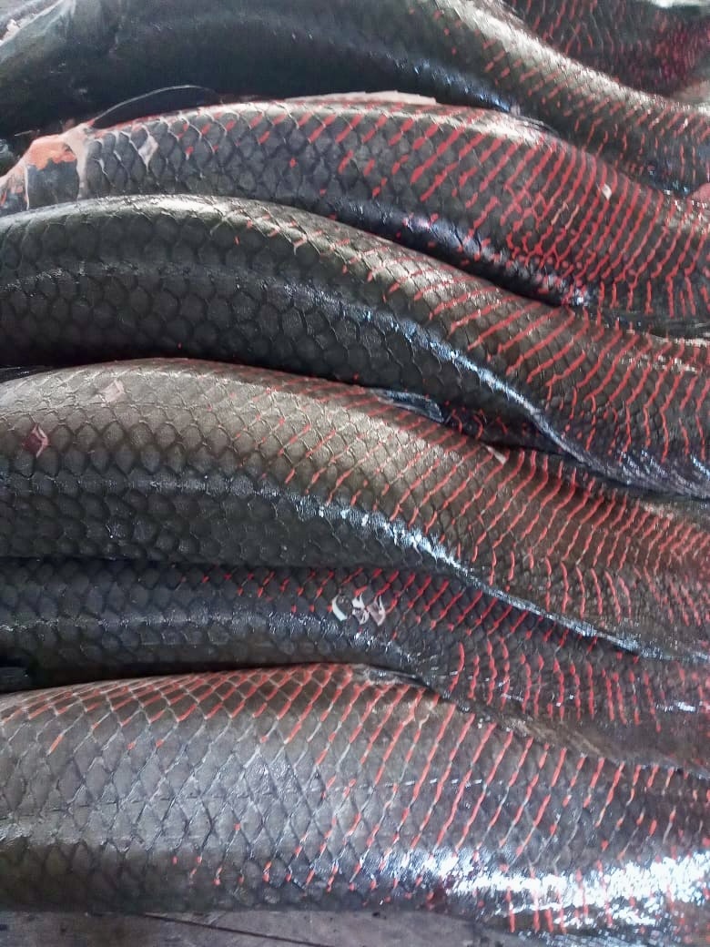 Paiches Kolumbien Auf Dem Weg Nach Peru