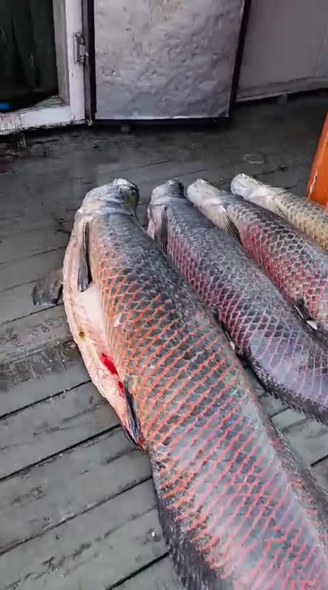 WhatsApp Video 2026 01 12 At 08.35.31