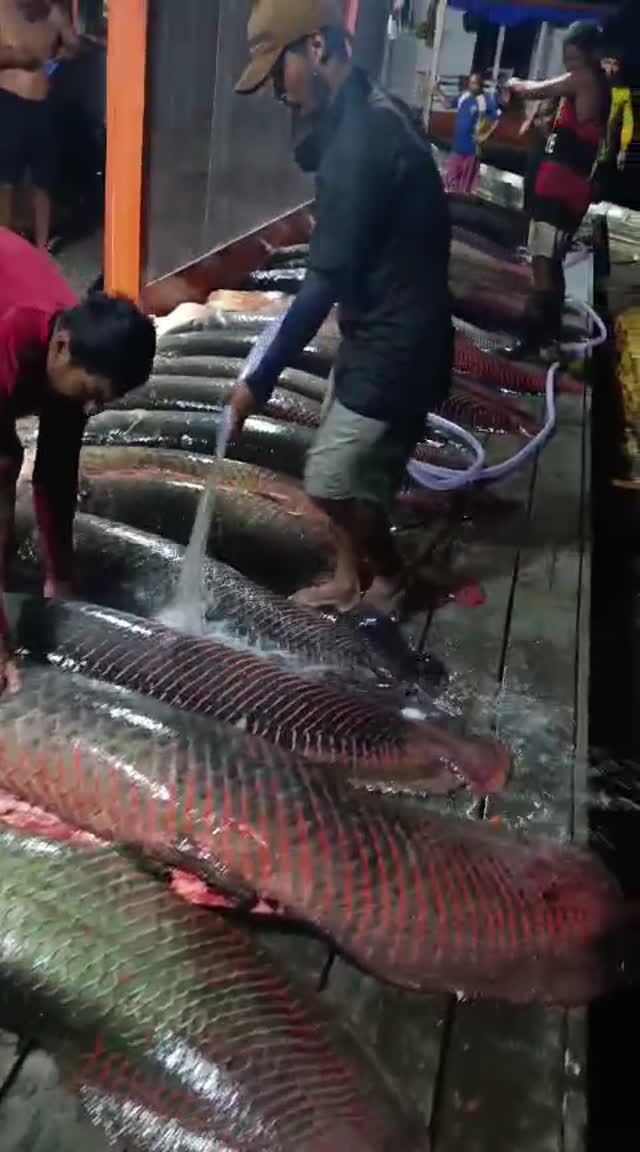 WhatsApp Video 2026 01 12 At 08.35.31  1 