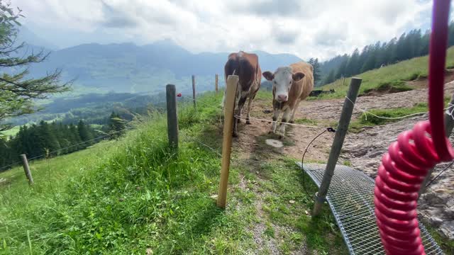 Wildspitz Zug Durch KüHe Gedealocked
